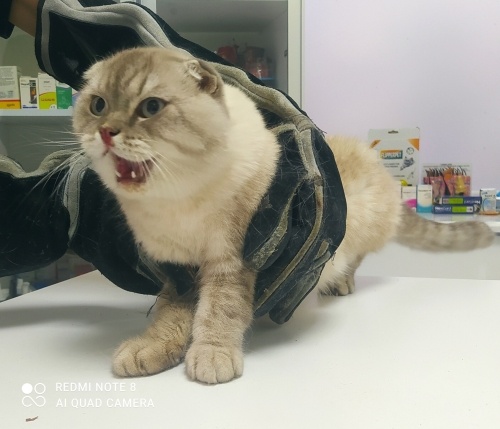 Çok yakışıklı yavrumuz yuvasını arıyor fotoğraf