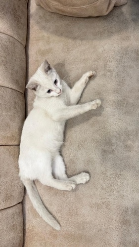 Mavi gözlü van kedisine yuva 3 aylık fotoğraf