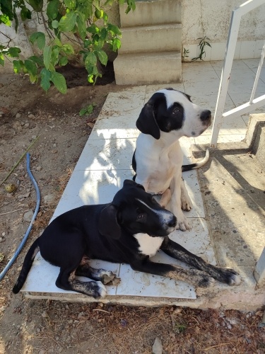 Pıt ve DOGO melezi yavrular ömürlük yuvasını ariyor fotoğraf