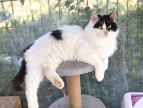 ÇOK SEVECEN VE KISIR fotoğraf