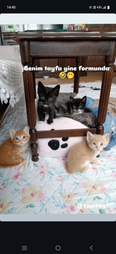 Guzel bebeklerime yuva fotoğraf