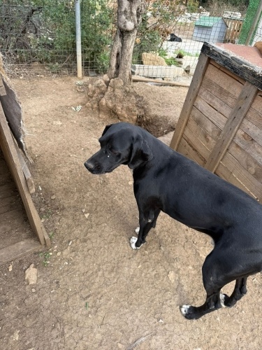 KOPAY AV KÖPEĞİ ÇİPLİ VE KISIR ‼️ fotoğraf