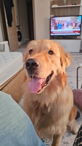 1 yaşındaki yavruma yuva arıyoruz fotoğraf