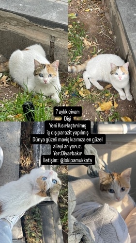 Maviş sevgi dolu kızımıza yuva arıyoruz fotoğraf