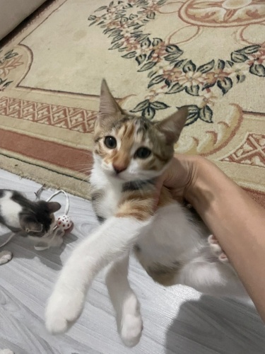 İZMİR DÜNYALAR TATLISI BEBEGİMİZE ÖMÜRLÜK YUVASINI ARIYORUZ fotoğraf