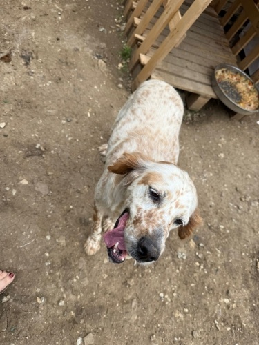 DİŞİ, ÇİPLİ, KISIR İNGİLİZ SETTER fotoğraf