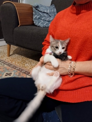 İZMİR DÜNYALAR TATLISI BEBEGİMİZE ÖMÜRLÜK YUVASINI ARIYORUZ fotoğraf