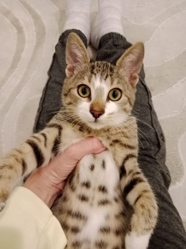 İZMİR AŞIRI SICAKKANLI YAVRUMUZA ÖMÜRLÜK YUVASINI ARIYORUZ fotoğraf