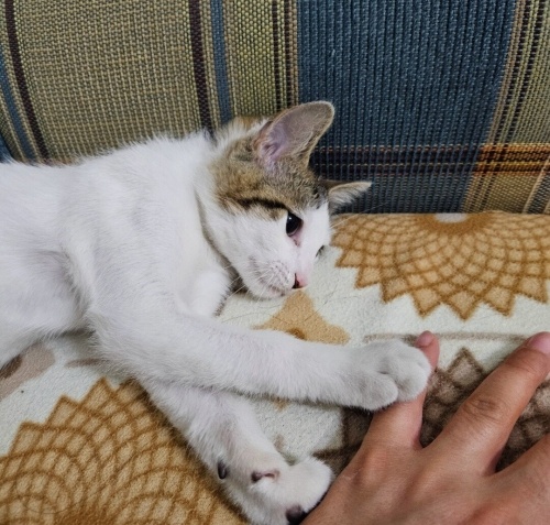 🤍 Sürmeli Gözlü Pamuk Kızımıza Sıcak Bir Yuva Aranıyor 🤍 fotoğraf