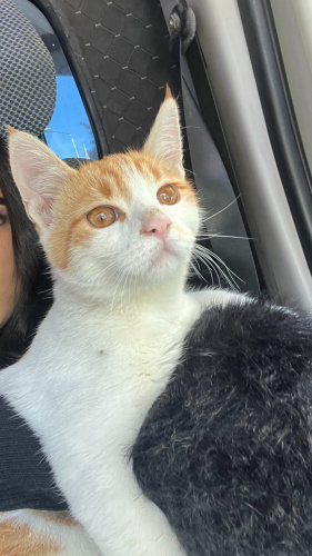 Sokağa Atılan Meleğimize Sıcak Bir Yuva Arıyoruz. fotoğraf