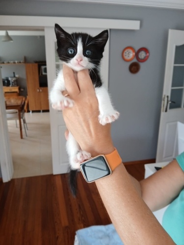 Dudu peri ve Perihan teyzeye yuva arıyoruz fotoğraf