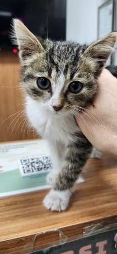 🐾 Mira – Sokağın Karanlığından Çıktı, Şimdi Işığını Arıyor 💕 fotoğraf