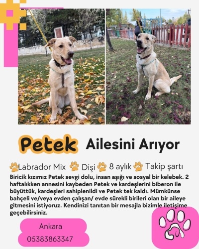 Petek Ömürlük Yuvasını Arıyor! fotoğraf