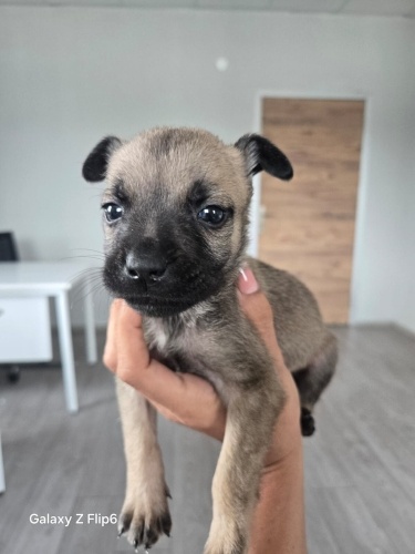 1 aylık yavru yuva arıyoruz fotoğraf