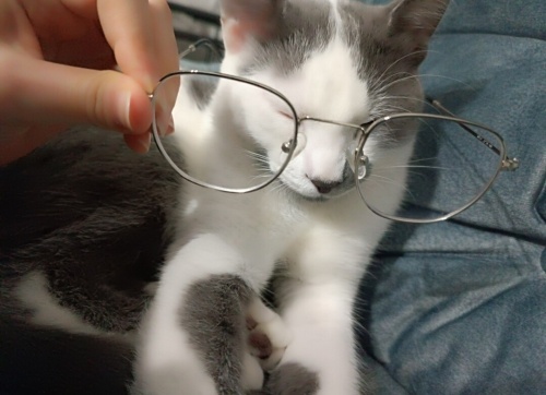 Mırmır kucak kedisi /hiç sokak görmedi fotoğraf