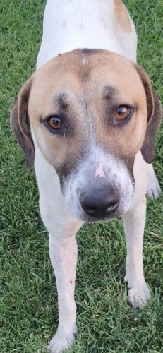 Terkedilmis bir can fotoğraf