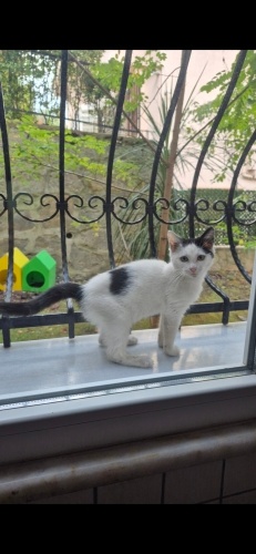 Kış gelmeden yuvasını arıyor fotoğraf