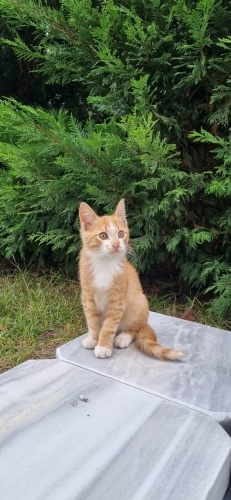 Acil yuva sakarya çok acil yu a fotoğraf