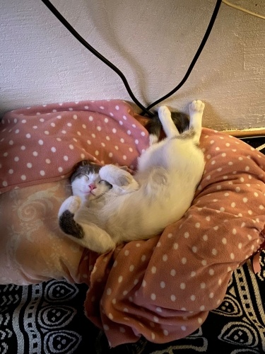 Miniğim, miyavım, ömürlük yuvamı arıyorum! fotoğraf