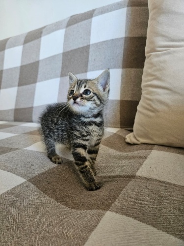 yavrumuza sımsıcacık bir yuva arıyoruz :) fotoğraf