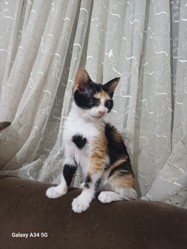 Bir gözü kör engellilere öncelik fotoğraf