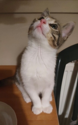 Şans Kedisi Güzel Bebeğe Ömürlük Yuva Arıyoruz 😻 fotoğraf