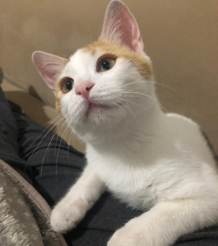 Acil yuva aranıyor fotoğraf