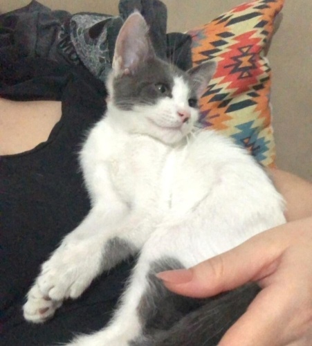 Acil yuva aranıyor fotoğraf