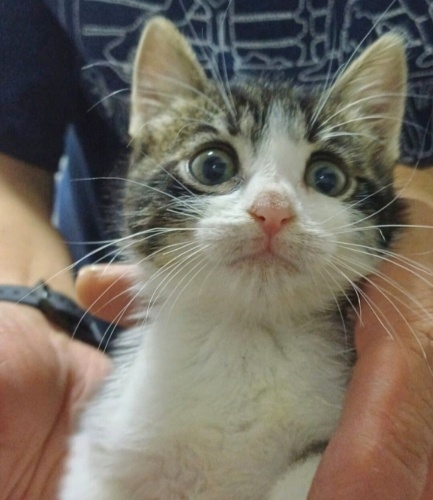 Acil yuva aranıyor fotoğraf