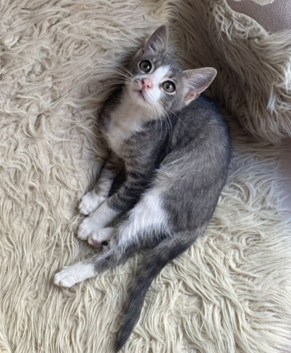 Acil yuva aranıyor fotoğraf