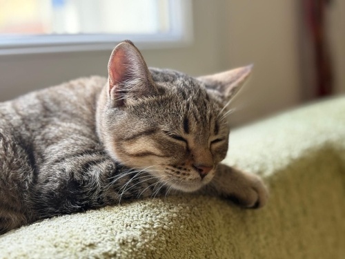 Yavru Kedimize Yuva Arıyoruz fotoğraf