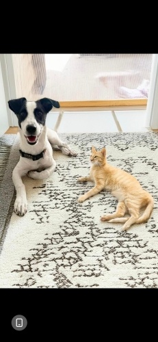 Ücretsiz sahiplenme Milka küçük irk acil yuva fotoğraf