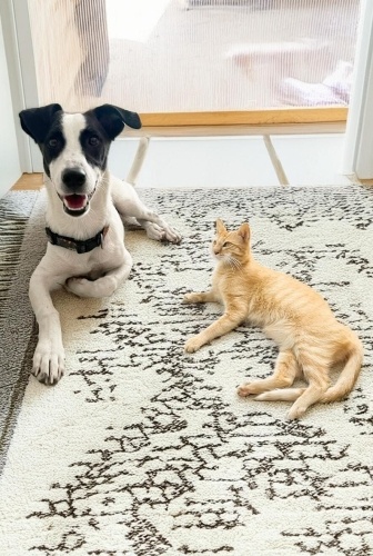 Ücretsiz sahiplenme Milka küçük irk acil yuva fotoğraf