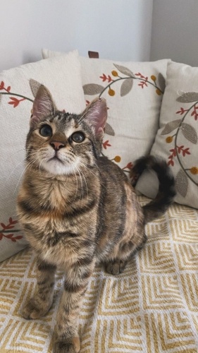 TEK GÖZÜ GÖRMEYEN NEMO SOKAĞA GİTMESİN fotoğraf