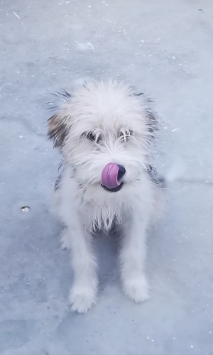 Ücretsiz sahiplenme terrier acil yuva fotoğraf