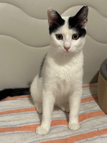 ŞOK OLMUŞ BİR SURAT VE SAFTİRİK BİR KARAKTER. CADDE AĞZINA GERİ DÖNMESİN fotoğraf