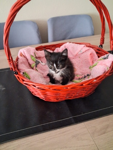 Ücretsiz sahiplenme smokin yavru acil yuva fotoğraf