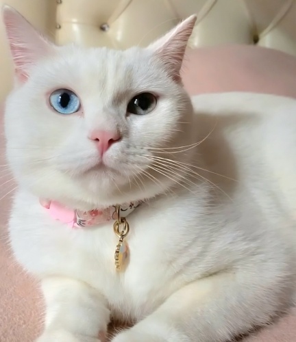 Ücretsiz sahiplenme Mujgan fotoğraf