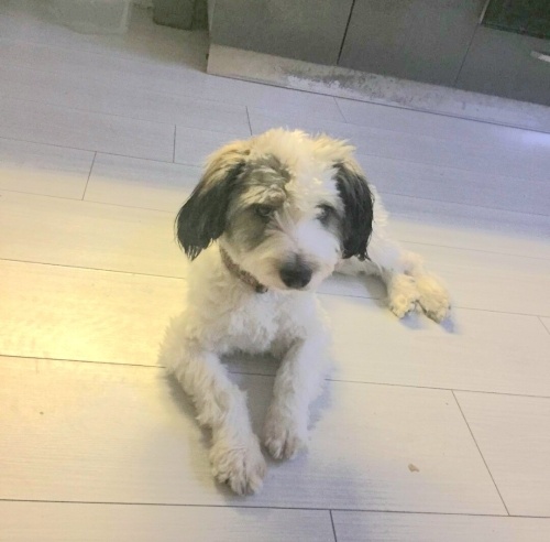 Ücretsiz sahiplenme terrier acil yuva fotoğraf