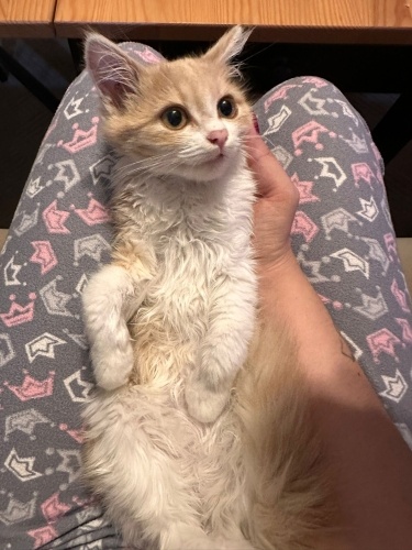 Akıllı güzellik yuva arıyor fotoğraf