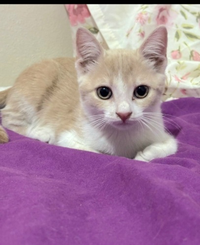 Ücretsiz sahiplenme pofidik sarman yavru acil yuva fotoğraf