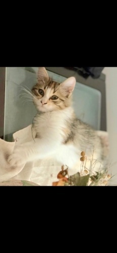 Ücretsiz sahiplenme pofidik kaliko ve sarman yavru kardeşler fotoğraf