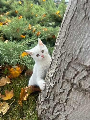 Oyuncu oğlumuza yuva fotoğraf