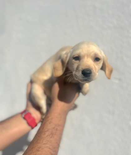 Ücretsiz sahiplenme labrador melez yavru kardeşler fotoğraf