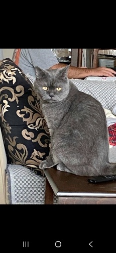 Ücretsiz sahiplenme British kedi acil yuva fotoğraf