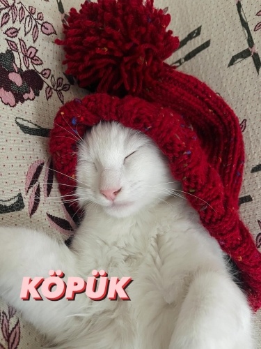 EVİNİZ ŞENLENSİN fotoğraf