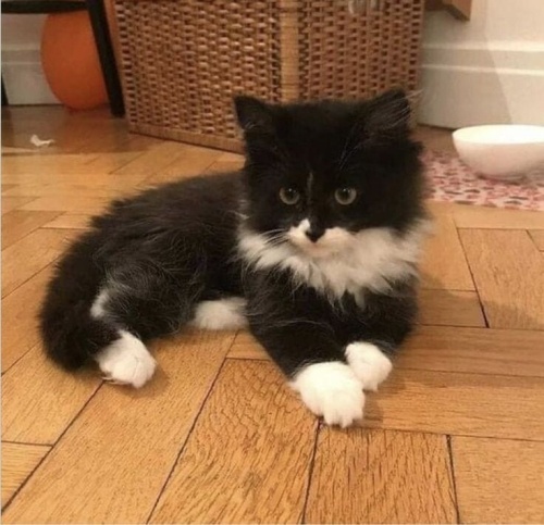 Bayram şekeri Pepper yuva arıyor! fotoğraf