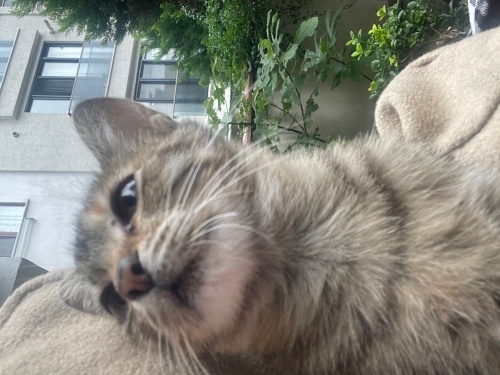 Uslu ve uysal Hera’yı sahiplenmek ister misiniz? fotoğraf