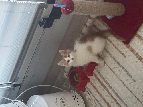 Aleximizi sahiplendirmek istiyoruz fotoğraf