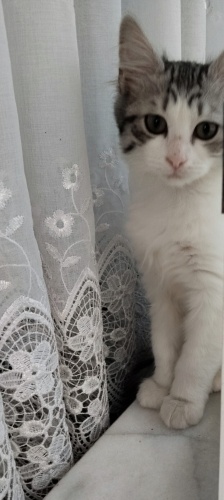 bu güzelliğe ömürlük yuvasını arıyorum fotoğraf